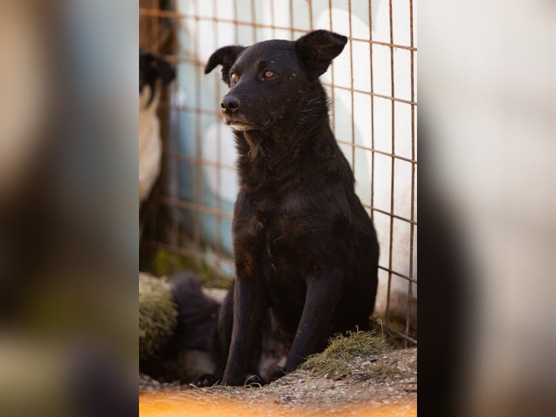 Black-Beau ♥ Sasha ♥ noch schüchtern, verständlich, aber ein großes Fellherz