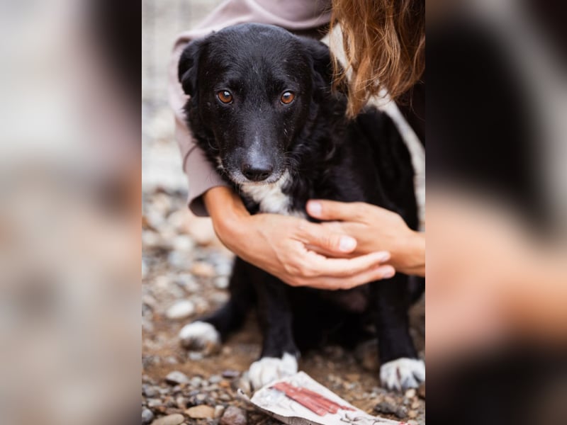 BOBI❤️sanfter, liebevoller & treuer Schatz sucht ein Zuhause voller Liebe!