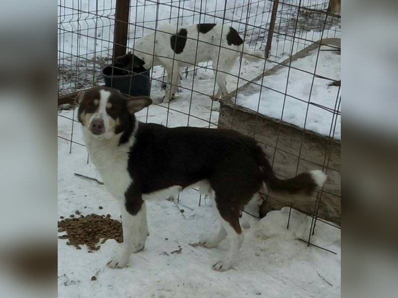 Max - Angsthäschen sucht Menschen mit viel Liebe und Geduld 