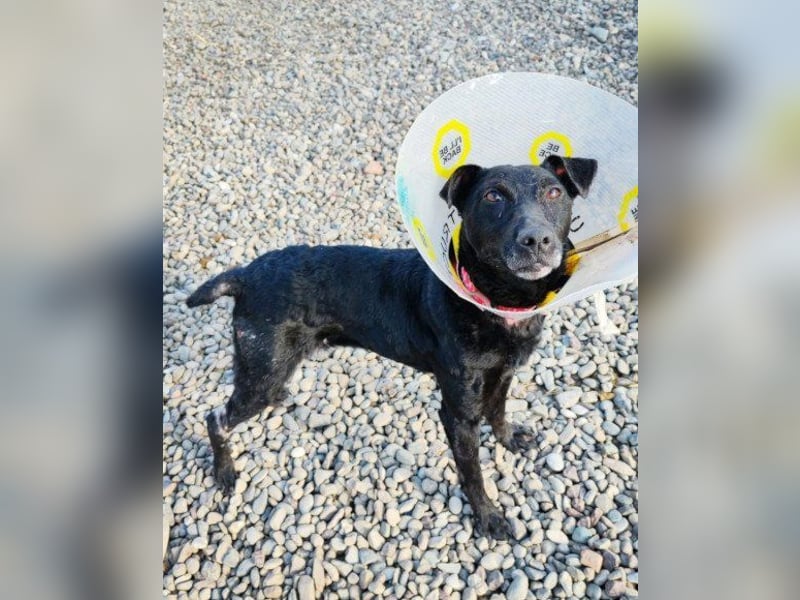 Hana - wundervolle, liebe Zuckerschnute mit einem kleinen Tick