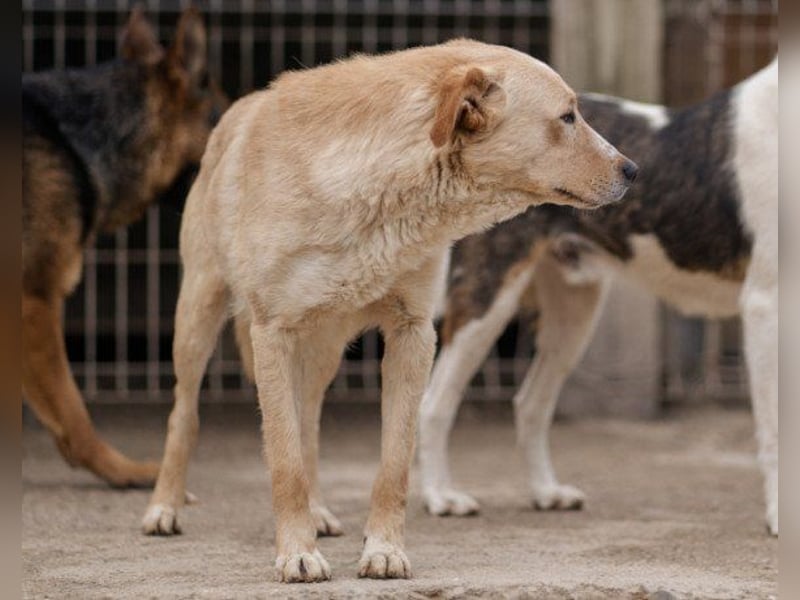 Bob wartet sehnsüchtig auf deine Anfrage