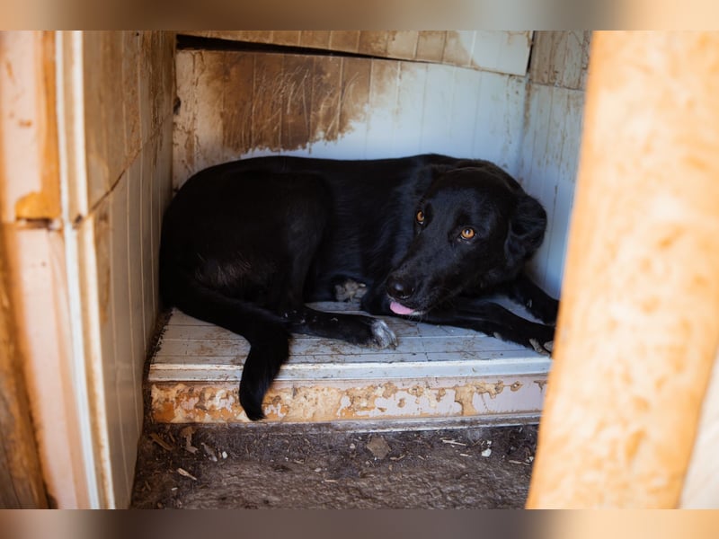 GARA❤️ruhige, sanfte und menschenbezogene Kuschelperle