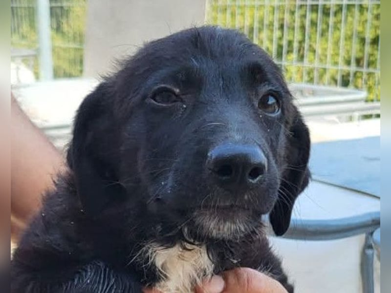 Herziges Welpenmädl Ava ❤️ so lieb, neugierig & verspielt!