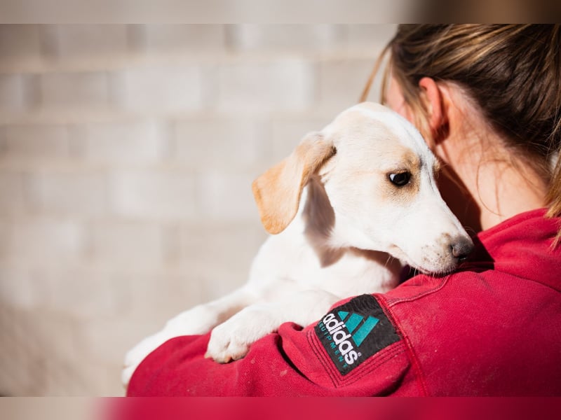 Leni ❤️ zuckersüßes, junges Hundemädchen Leni ❤️ zuckersüßes, junges Hundemädchen