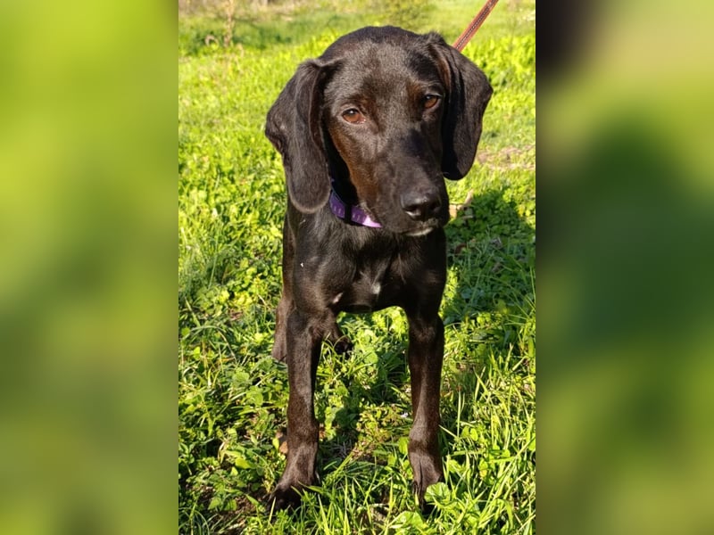 Luna ❤️ fröhliches, aktives Hundemädchen