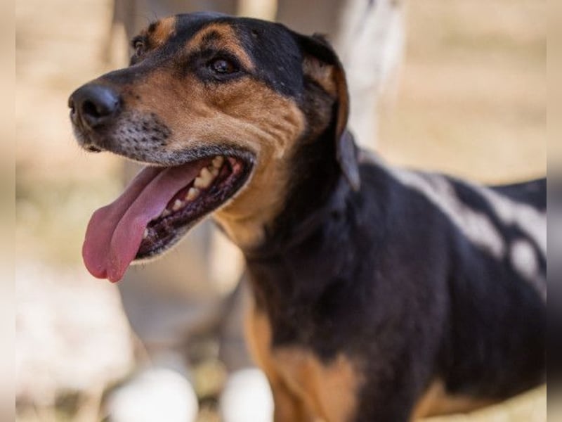 Jasco ❤️ neugierig, lebhaft & verspielt