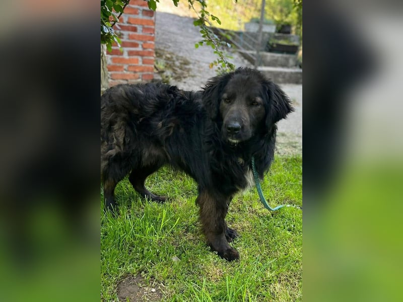 BIMBO❤️freundlicher, ruhiger Fellschnuffel - liebt einfach alles und jeden um sich herum