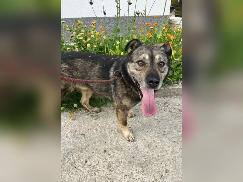 Medo ❤️ so gutmütig, liebevoll + sozial!