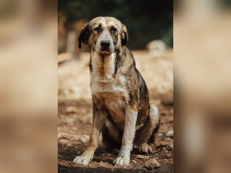 Prachtbursche Pero - ein toller Familienhund sozial, klug, lieb