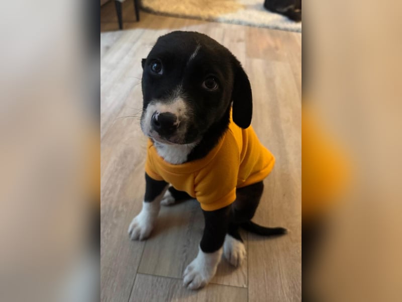 Welpe LENNI❤️kleiner Entdecker sucht sein großes Glück!