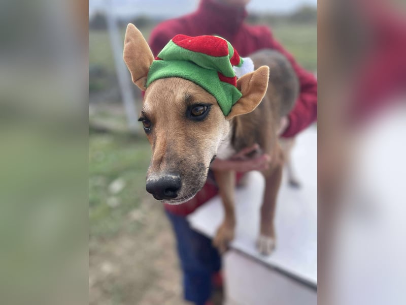 Welpenmädchen Mandy