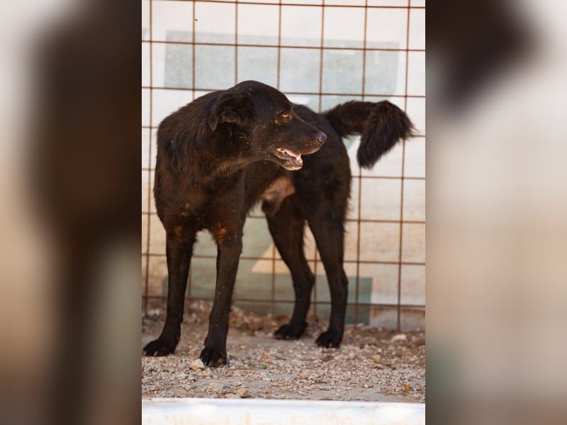 Black-Beau ♥ Sasha ♥ noch schüchtern - verständlich - aber herzlich