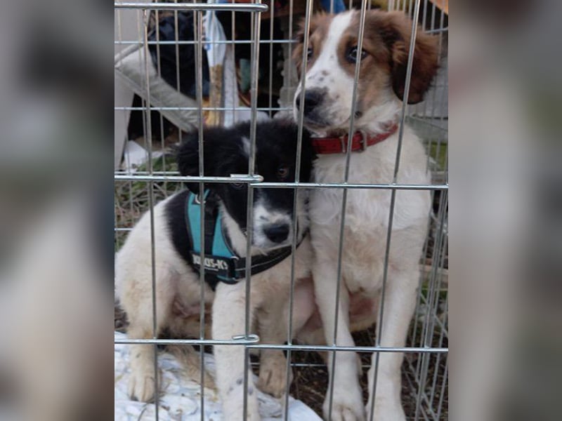 Sammy- jung, noch schüchtern - sucht seine feste Bindung