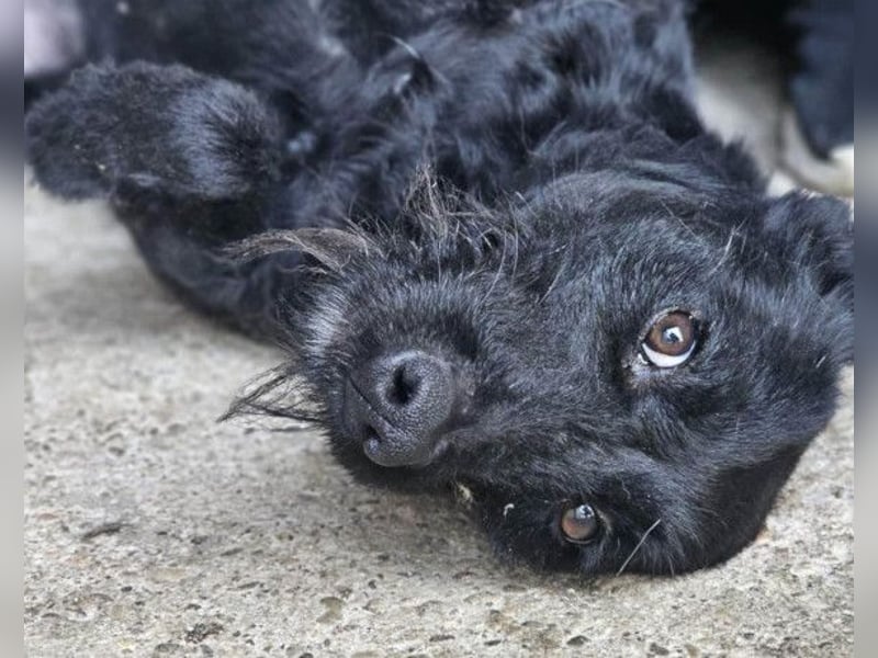 Traumhündin Ebony ❤️ verträglich, lieb, offen!