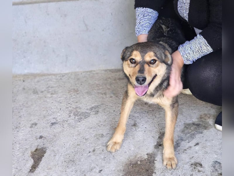 freundliche, liebevolle Mix-Hundedame Lizzy