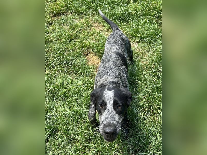 Berta, Hundemädchen sucht liebevolle Hände