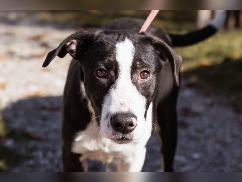 Jungspund Rocky ❤️ wartet in 50674 Köln