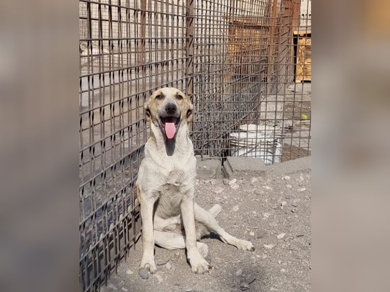 Liebe Nala möchte bei dir einziehen