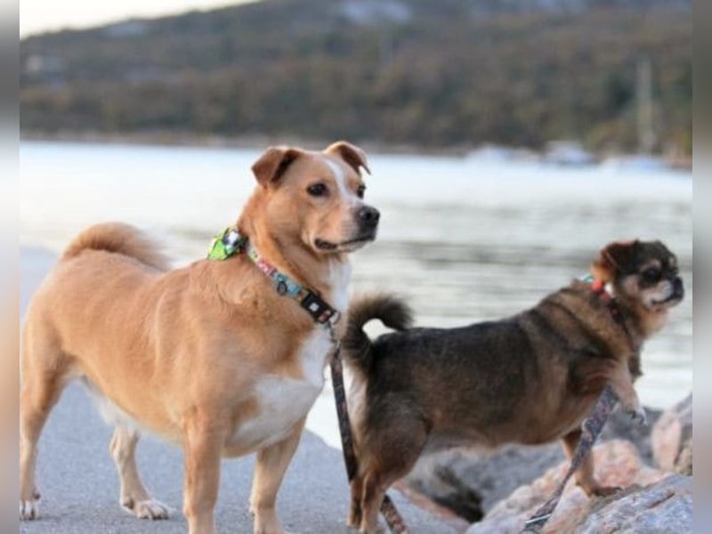 Kika & Max ❤️ gemeinsames Zuhause gesucht