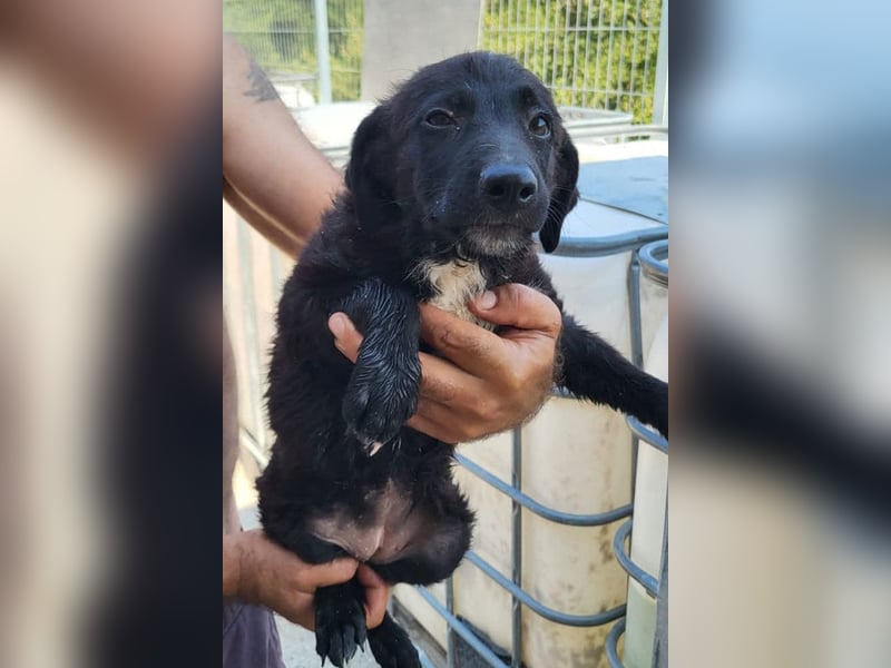 Herziges Welpenmädl Ava ❤️ so lieb, neugierig & verspielt!