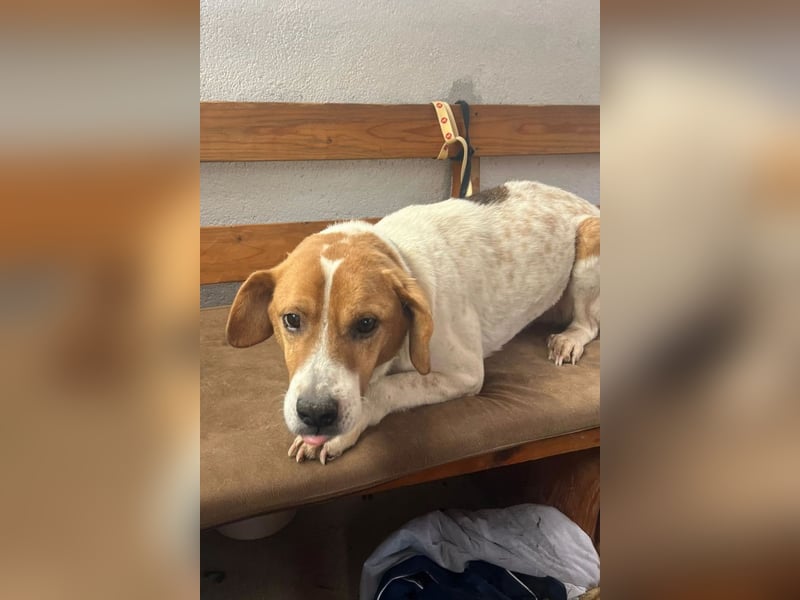 Sony ❤️ Familienhund mit großem Herzen