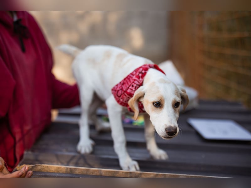 Leni ❤️ zuckersüßes, junges Hundemädchen Leni ❤️ zuckersüßes, junges Hundemädchen