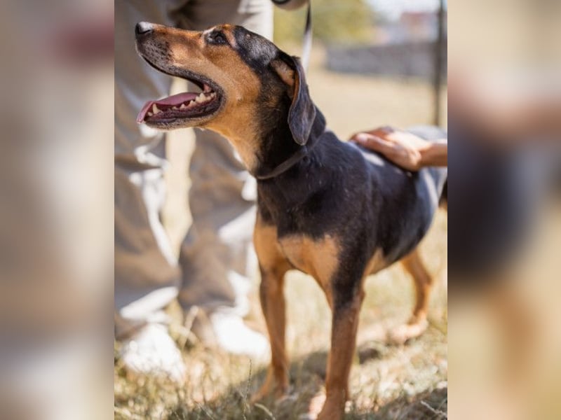 Jasco ❤️ neugieriger, lebhafter & verspielter Rüde
