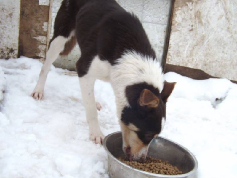 Max - Angsthäschen sucht Menschen mit viel Liebe und Geduld 