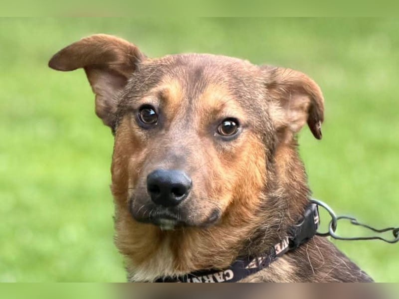 HUGO❤️wer zeigt diesem liebenswerten Charmeur, wie sich Zuhause anfühlt?