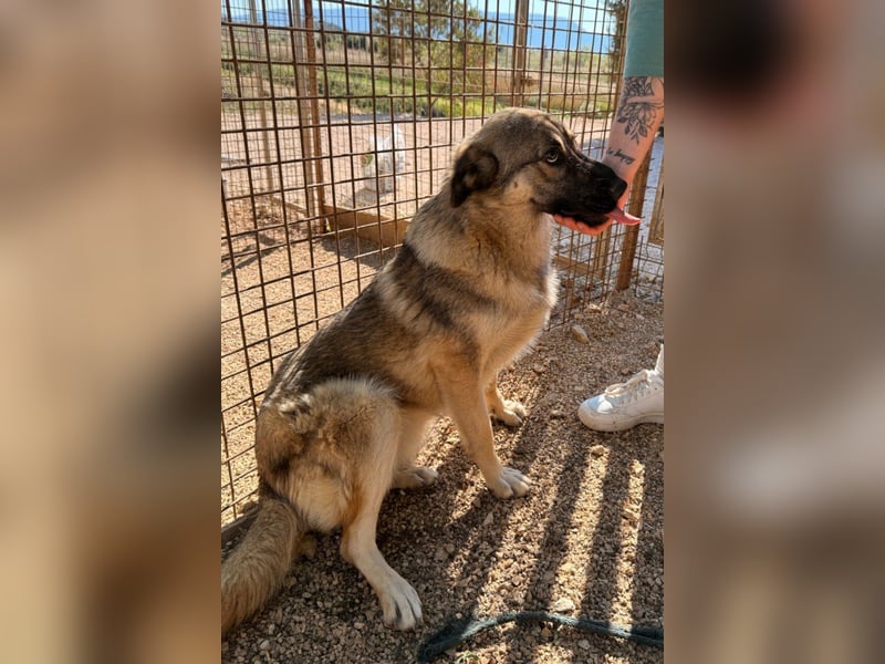 COCO❤️verspielt, sanft und voller Vertrauen: ein Herz für Groß und Klein!