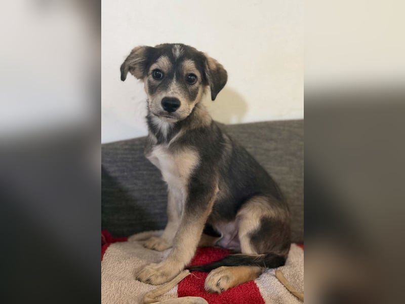 Mišo ❤️ kleiner verspielter Welpenbub sucht Liebe!