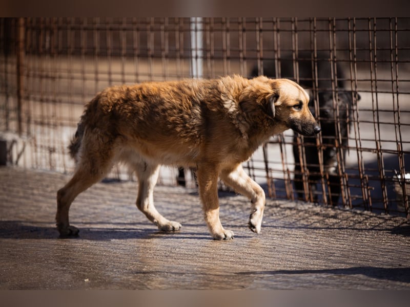 Ben ❤️ schmusiger, schüchterner Hundebub