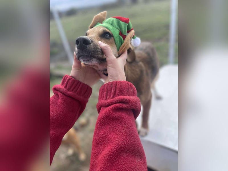 Welpenmädchen Mandy