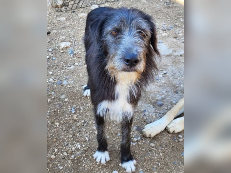 Mino ❤️ Seelenhund sucht seine Familie