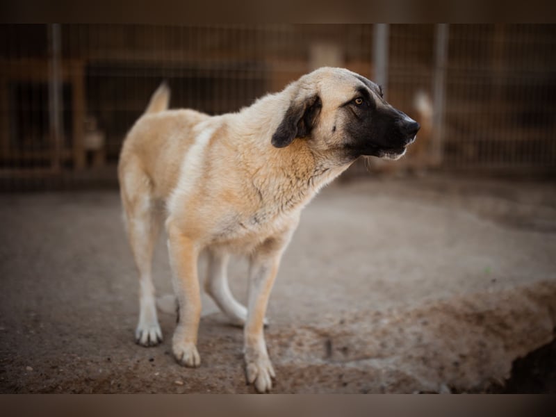 Sofia ♥️ liebe und aktive HSH-Mix-Junghündin