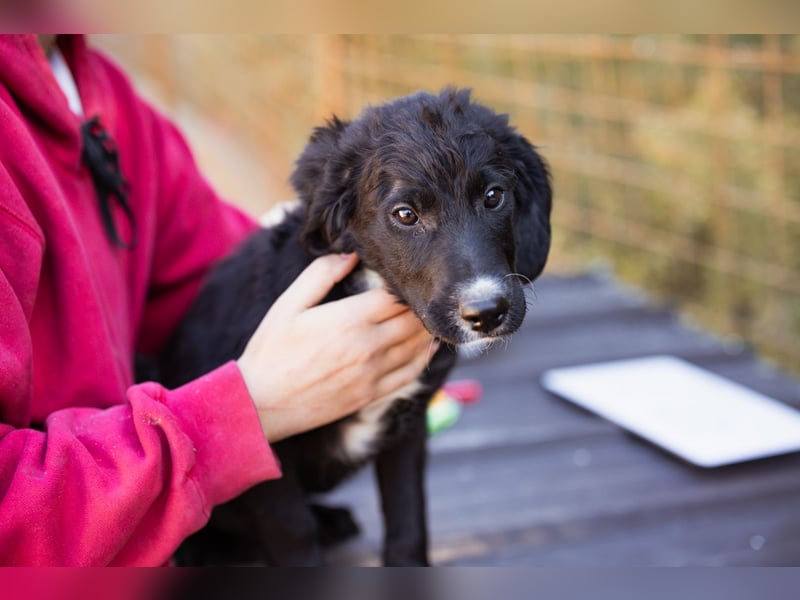 Rudi ❤️ verspielter, lieber Welpenbub! Rudi ❤️ verspielter, lieber Welpenbub!