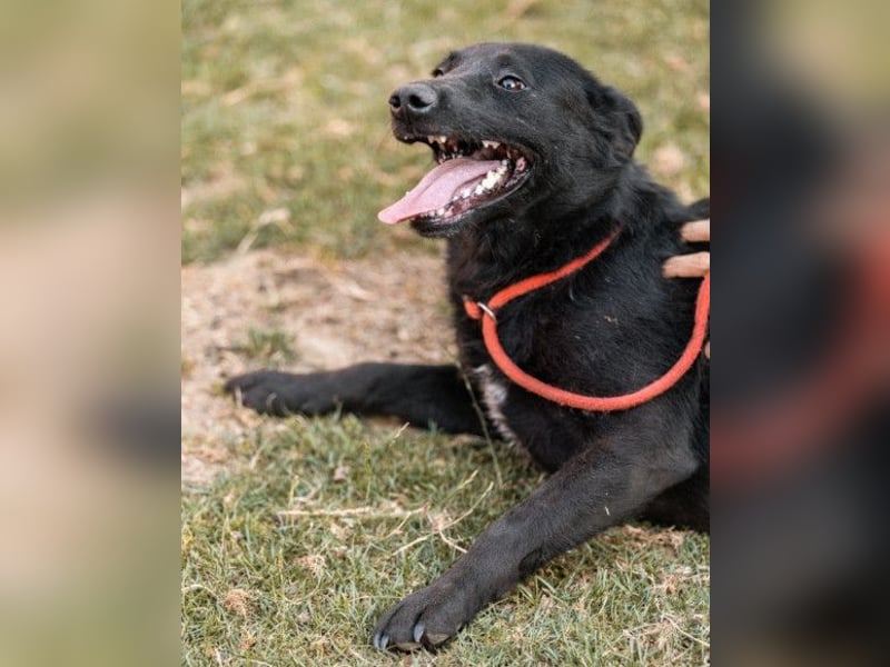 CHUNA❤️freundliche, neugierige & absolut liebenswerte Schmusepfote