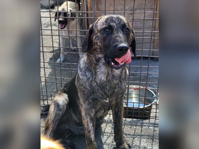 Ludwig ❤️ unser lieber, verschmuster Jungrüde!