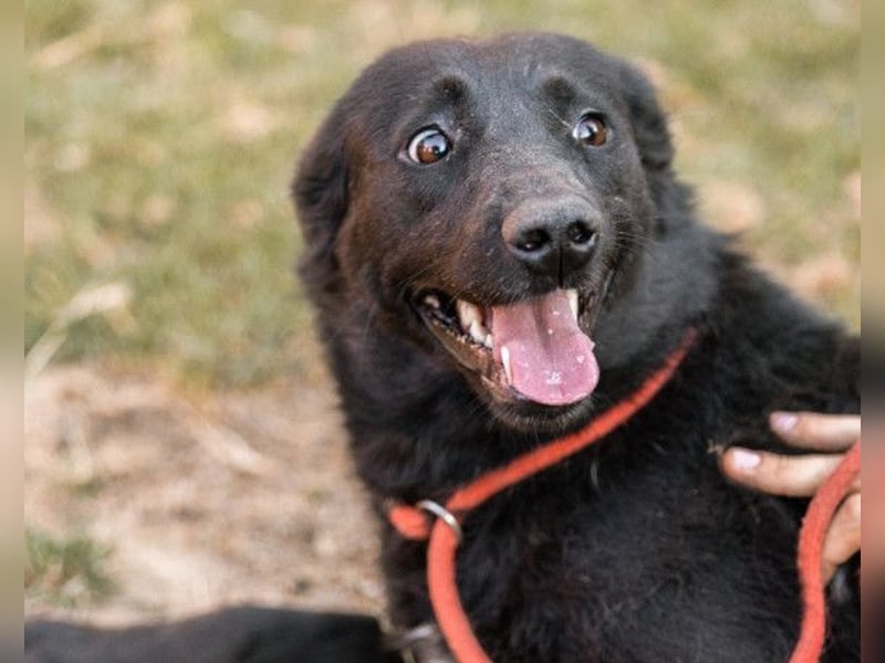 CHUNA❤️freundliche, neugierige & absolut liebenswerte Schmusepfote