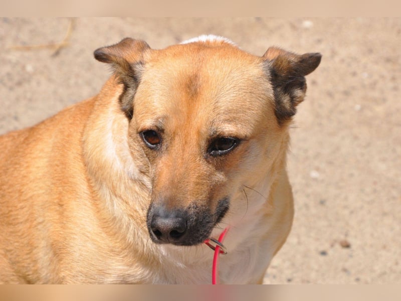Hündin ♥ Micka ♥ liebt alle: Menschen, Hunde und auch Katzen