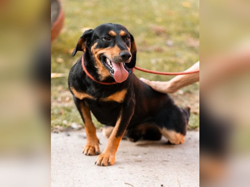 Lieber, aufgeschlossener Bliss ❤️ sucht sein neues Zuhause