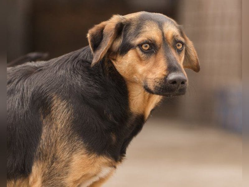 Wundervolle Aylini sucht ein Zuhause