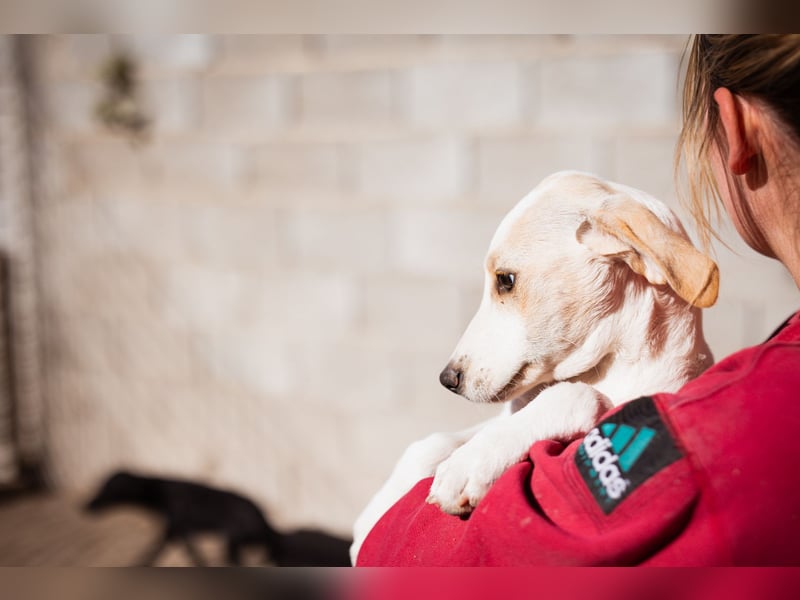 Leni ❤️ zuckersüßes, junges Hundemädchen Leni ❤️ zuckersüßes, junges Hundemädchen