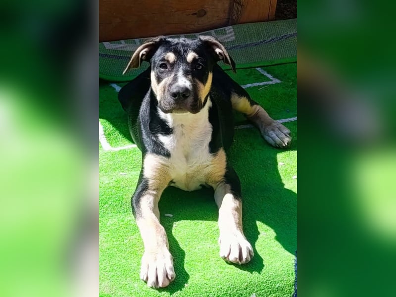 Lykka ❤️ fröhliches, verspieltes & neugieriges Hundemädchen