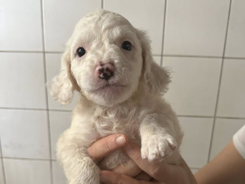 Welpenmädel CURLY wünscht sich ein liebevolles Daheim