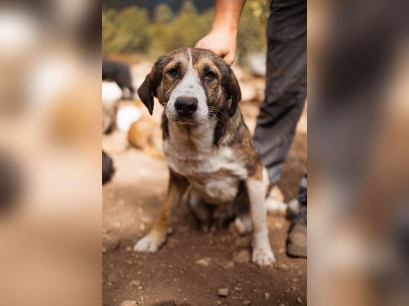 Prachtbursche ♥ Pero ♥ toller Familienhund; lieb, sozial, klug, auch verkuschelt