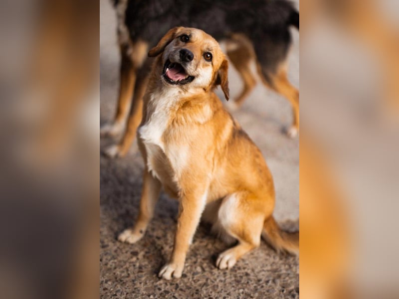 Linda & Luna -  dein Duo-Dreamteam auf 4 Pfoten