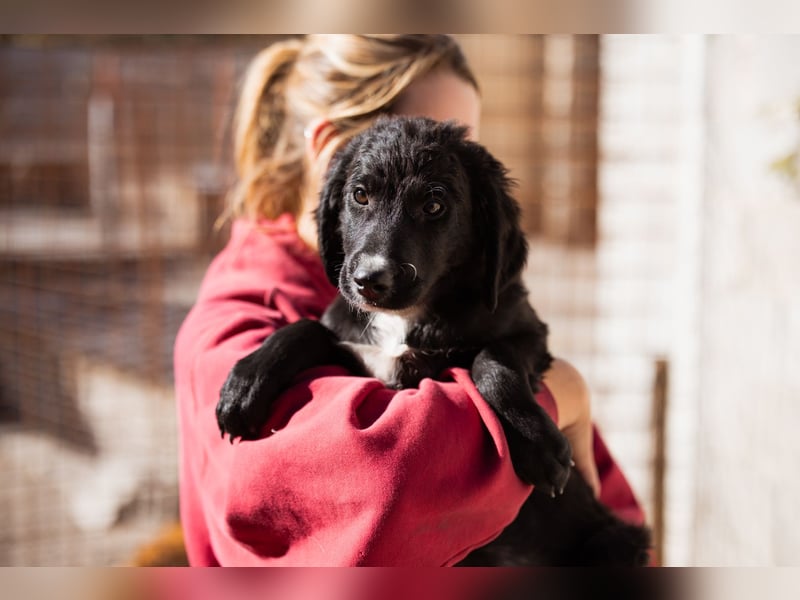 Rudi ❤️ verspielter, lieber Welpenbub! Rudi ❤️ verspielter, lieber Welpenbub!