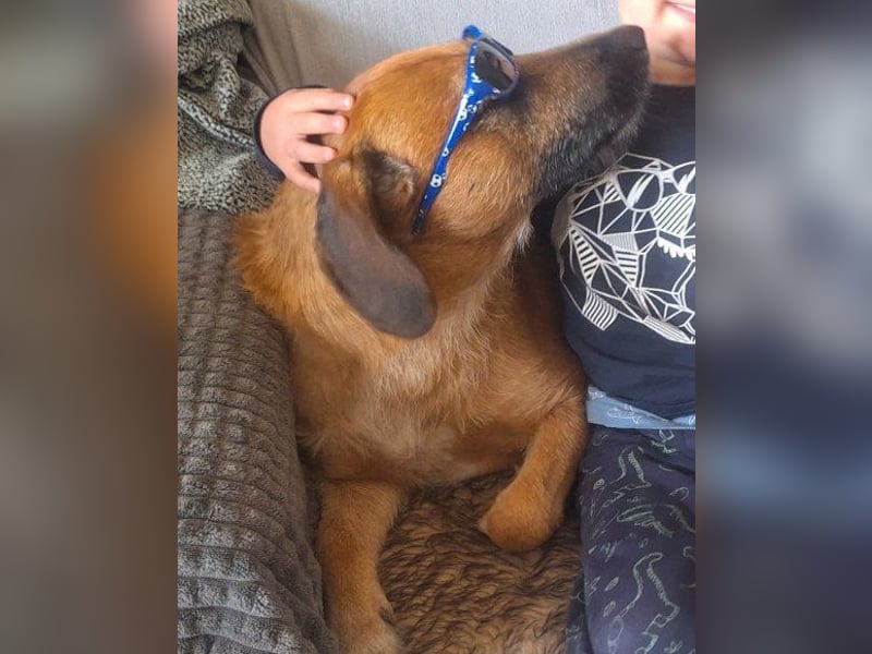 Toller Rüde ♥ Taro ♥ wartet bereits in 24885 Sieverstedt