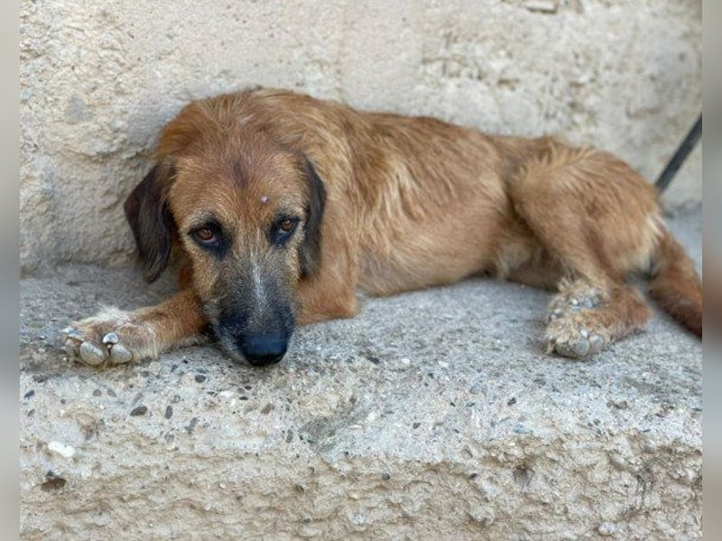 Sanfter ♥ Oscar ♥ wartet schon in 74749 Rosenberg